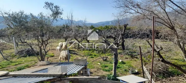 Chalet con 7 anegadas rodeado de naturaliza situado en Gandia zona Marxuquera — 3
