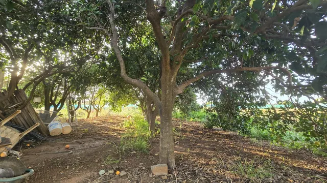 PARCELA -SEGREGADA CON REFUGIO EN ZONA PINAR DE LOS FRANCESES — 10