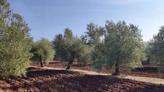 Olivar a pie de carretera — 8