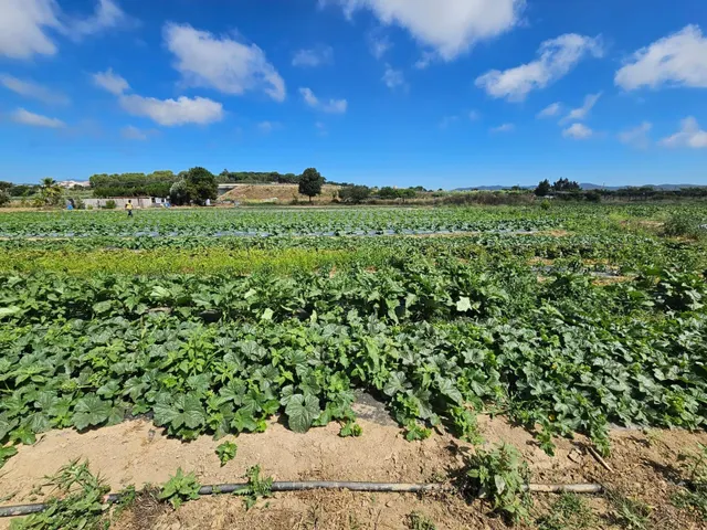 Terreno agricola en venta en Malgrat de Mar — 24