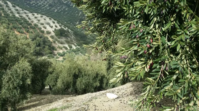 Terreno Rural en Iznajar: ¡Tu Oportunidad de Inversión con S