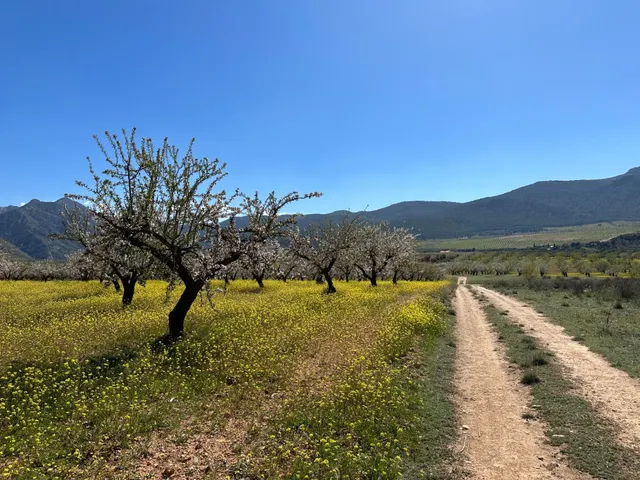 Venta de finca rustica de 6,5 hectareas de almendros y algunos olivos en dilar — 18