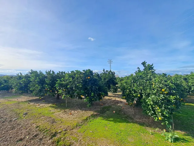 CAMPO DE NARANJOS EN PRODUCCIÓN — 12