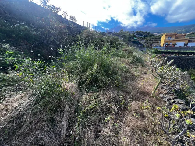 FINCA RÚSTICA CON ESTANQUE Y CUARTO DE APEROS EN ICOD DE LOS VINOS — 33