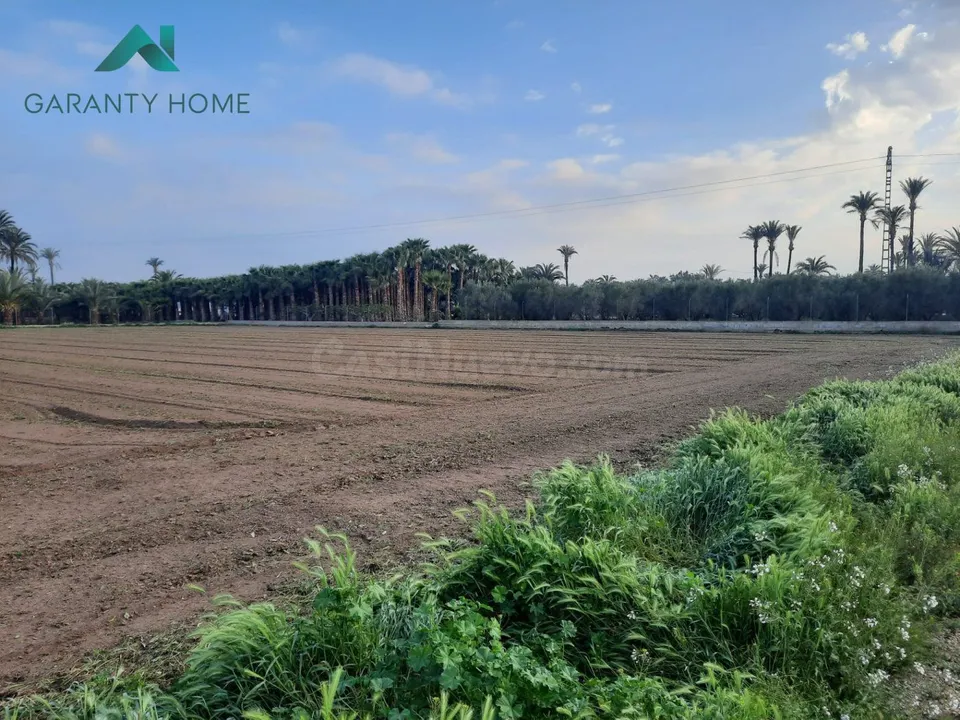 Terreno rural 4300m² en venta - Elche