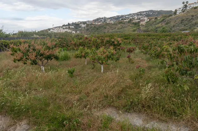 Finca con unas vistas de ensueño en Salobreña — 24