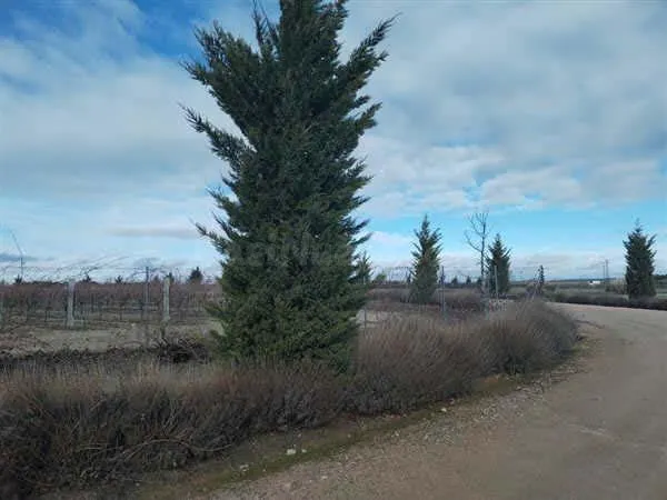 LOTE DE FINCAS RUSTICAS EN CODORNIZ, SEGOVIA - foto 2