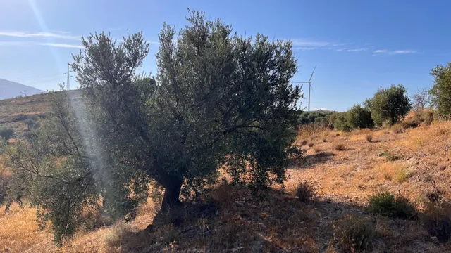 Oportunidad agrícola: Finca rústica de 2.400 m2 con olivos y almendros en producción — 13