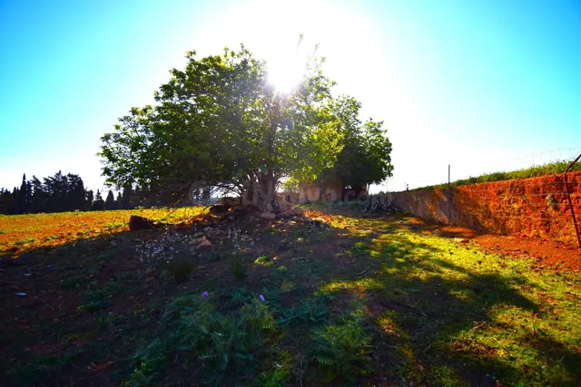 Finca rústica con posibilidad de vivienda en Muro - foto 2