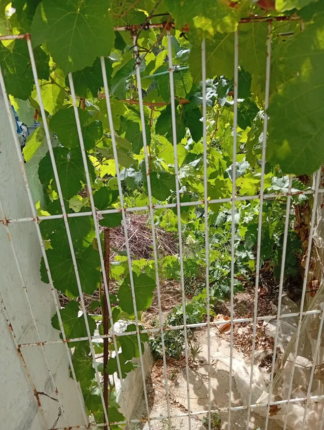 ¡Gran oportunidad en La Villa! Solar urbano de 1600 m2 en Ayamonte — 8