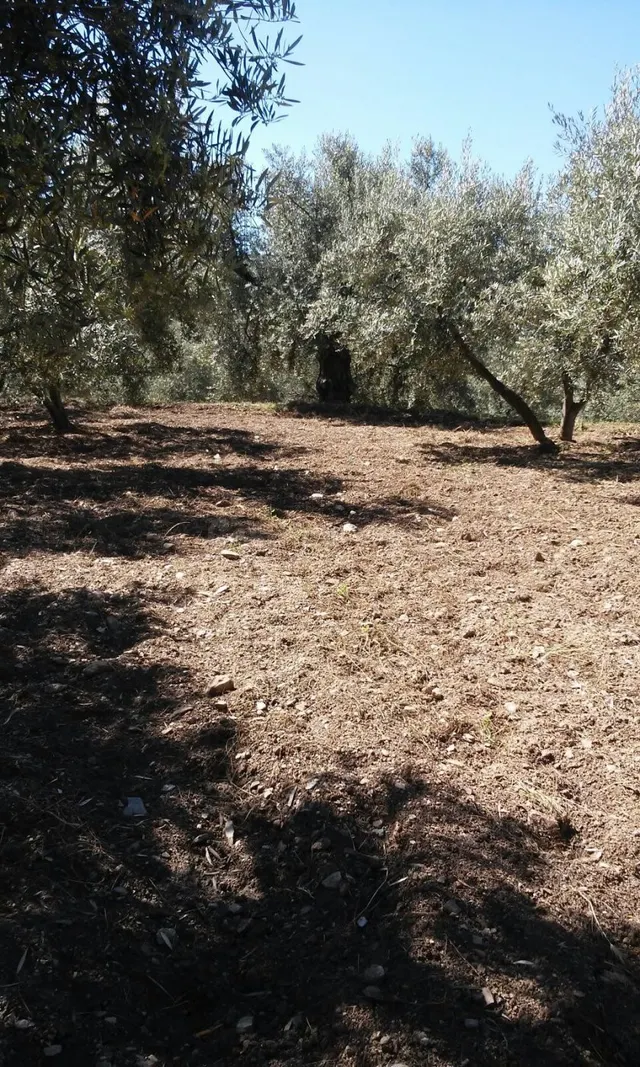 FINCA RUSTICA EN CHERIN - foto 3
