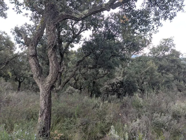 Oportunidad única: Terreno Rústico de 32.000 m2 en un Entorn - foto 4