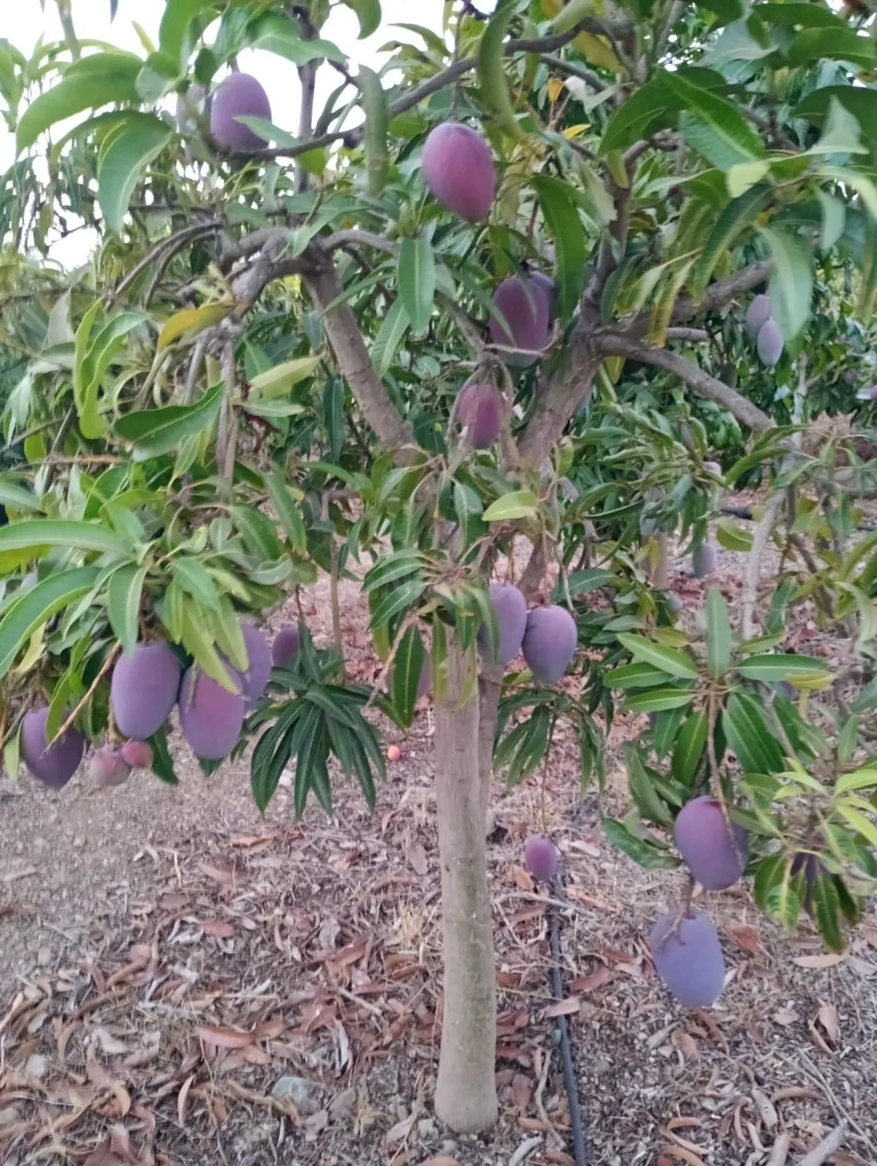 Finca rústica con cultivos y pozos propios en Vélez-Málaga