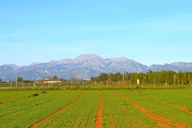 Finca con vistas a la Serra de Tramuntana en Muro