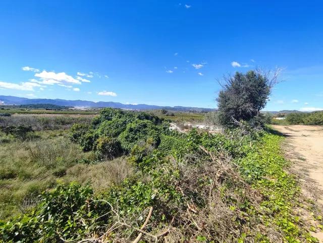 FINCA DE NARANJOS - foto 4