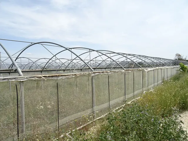 ESPLENDIDA FINCA RUSTICA CON CASA PARA CULTIVAR EN ASPE EN V - foto 2