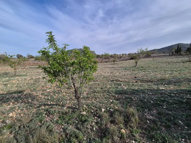 VENTA DE CAMPO - foto 2