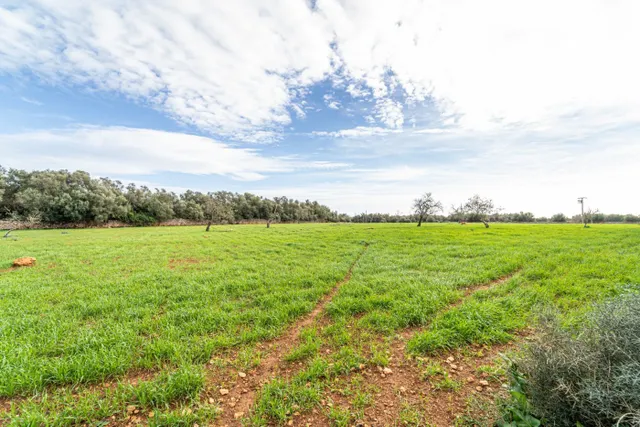 Magnifica finca rústica en la zona de Porreres. — 28