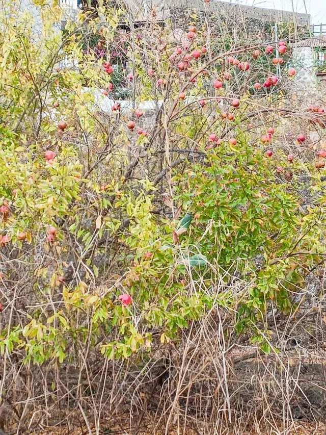 Terreno urbano de 2.500 m2 en Icod de los Vinos | oportunidad para inversores — 13