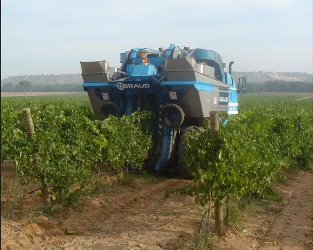 2 terrenos rústicos de uso agrario con un total de 324.946 m2 (32,49 Hectáreas) actualmente viñedos — 15