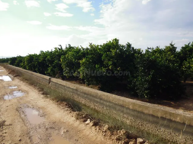 Suelo agrícola con plantación de naranjos, variedad navelina - foto 5