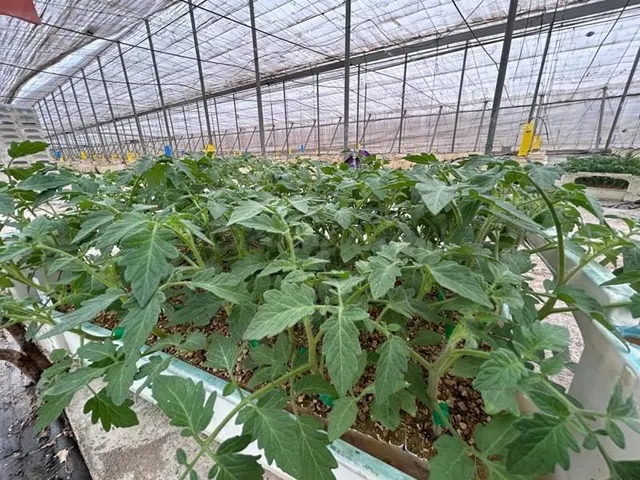 Finca con invernadero en la vega de Motril. - foto 2