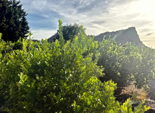 Maison dans les potagers de Ricote — 20