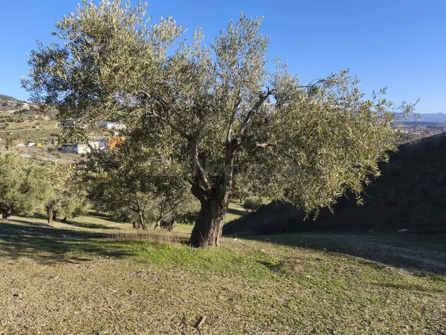 Terreno rural en venta - Sierra de huetor y la alfaguara — 4