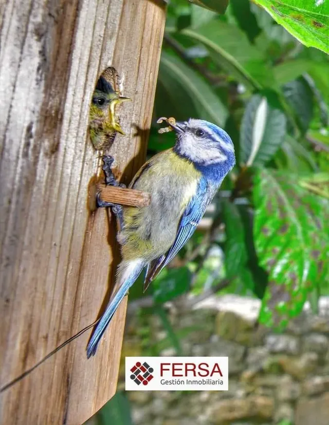 PRECIOSA CASA RURAL EN BENAMAHOMA — 31