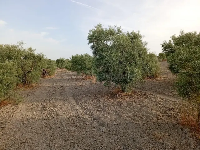 OLIVAR EN VENTA EN CARRETERA DE PRUNA! - foto 3