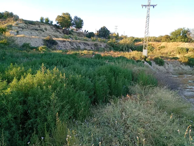 Terreno en la Algaida Archena — 29