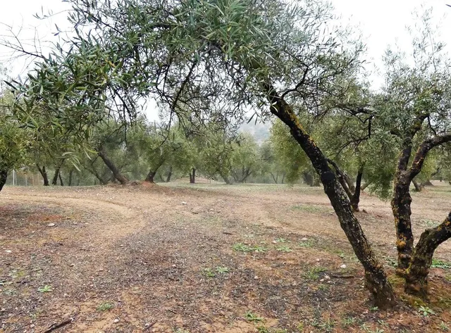 Finca rústica en Peligros – Excelente ubicación y acceso — 6