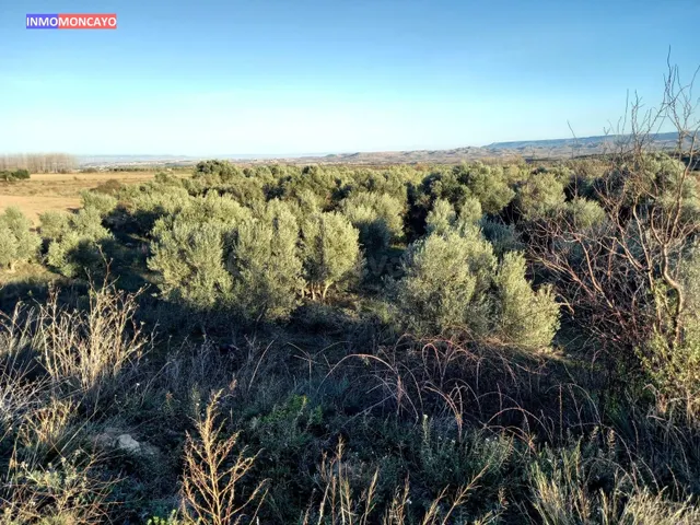 Se vende olivar a 3 km de Tortoles - foto 4