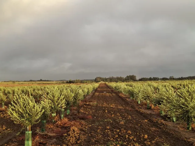 CORTIJO EXPLOTACION AGRARIA Y OLIVAR EN PRODUCCION FRENTE A LA BARROSA — 5