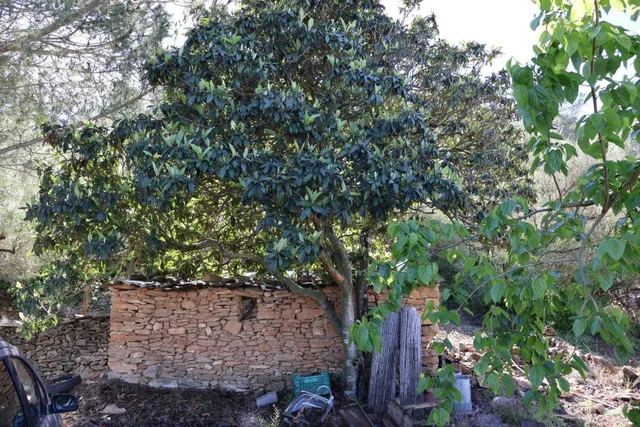 MASIA EN VILAFAMES CON TERRENO — 39