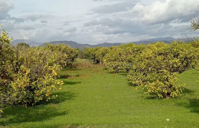 Parcela en venta - Puerto Sol-Los Almendros-El Tomillar - foto 3