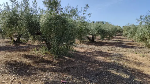 Magnífica finca de regadío — 7