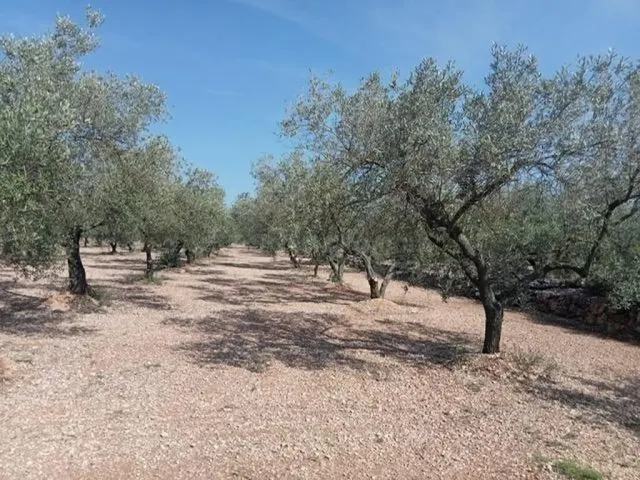 Fantástica finca con casa en la Miliana — 11