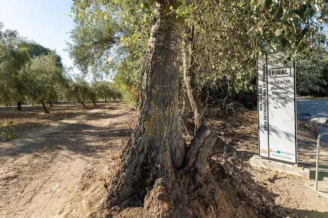Magnífica parcela con olivos en producción