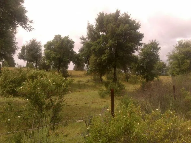 ESPECTACULAR FINCA RÚSTICA 200 HECTÁREAS PARA AGRICOLA, GANADERO, FORESTAL, CAZA EN VALVERDE HUELVA — 10