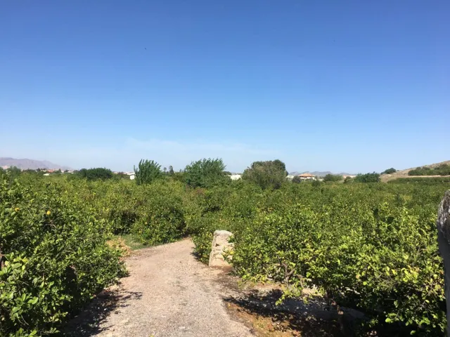 SE VENDE TERRENO PLANTADO DE LIMONEROS — 17