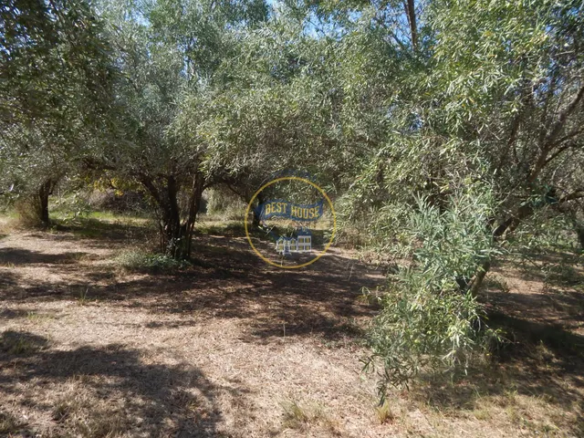OPORTUNIDAD PARCELA DE REGADÍO CON ÁRBOLES FRUTALES EN PLENA PRODUCCION EN ONTINYENT — 17