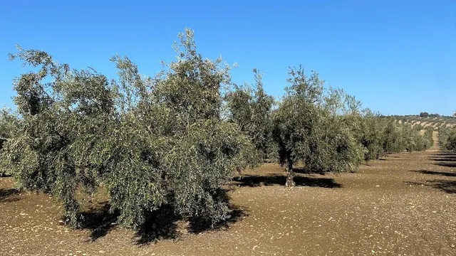 Olivar Intensivo — 4
