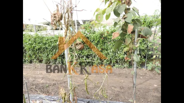SE VENDE CASA CON TERRENO EN CHERÍN (UGÍJAR) PROVINCIA DE GRANADA — 47