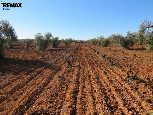 Espectacular Finca de 120 Ha en Tierra de Barros: Máxima Ren - foto 5