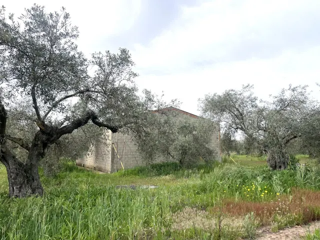 PARCELA CON NAVE EN COTO PERRERO (DON BENITO) - foto 4