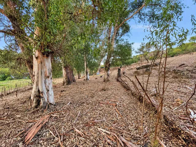 Finca rústica de 18.444 m2 con pozo y construcción catastrada en Alcalá de los Gazule — 39