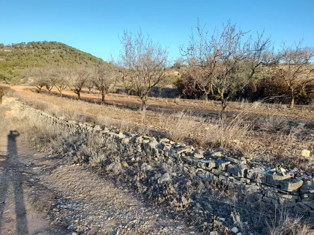 OCASION GRAN  FINCA EN PRODUCCION DE 8,4 HAS. EN CORBERA D´EBRE — 5