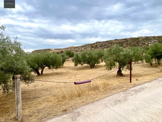 NIVAR - FINCA DE OLIVOS — 11