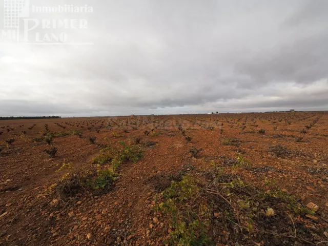 Se vende 13,3 hectareas de viña airen TODO DECLARADO DE AGUA - foto 3